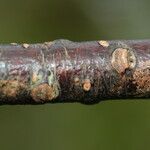 Dombeya ferruginea 树皮
