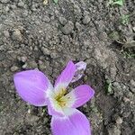 Colchicum speciosum 花