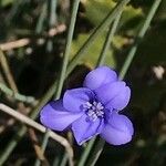 Aphyllanthes monspeliensis Fleur