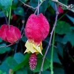 Abutilon megapotamicum 花