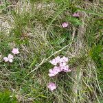 Dianthus microlepis Bloem