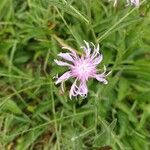 Centaurea jaceaFlor