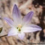 Brodiaea orcuttii Цветок