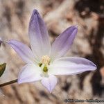 Brodiaea orcuttii Blomst