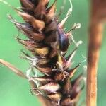 Carex binervis Квітка