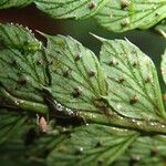 Polystichum transvaalense Blad