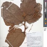 Dombeya elliptica Other