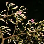Ardisia auriculata Virág