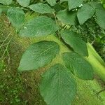 Cladrastis kentukea Leaf