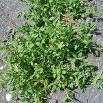 Polygonum arenastrum Habit