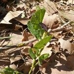 Aristolochia pistolochia Habit