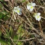 Pinguicula alpina Hábito