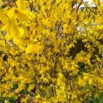 Forsythia viridissima Floro