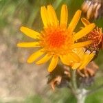 Tephroseris integrifolia Flower