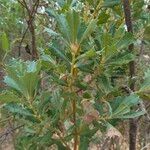 Banksia praemorsa Leaf