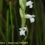 Spiranthes aestivalis Kvet