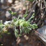 Ononis pusilla Hoja