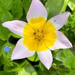 Tulipa humilis Kwiat