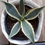 Agave americanaFrunză