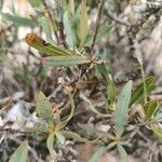 Bupleurum gibraltaricum Levél