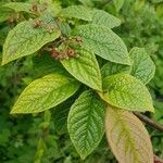 Cotoneaster bullatus 葉
