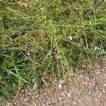 Verbena officinalis Libunga