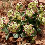 Asclepias cryptoceras Blomst