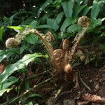 Polystichum braunii Foglia