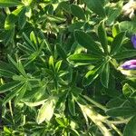 Lupinus nootkatensis 葉