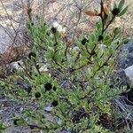 Globularia alypum Leaf