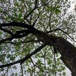 Rauvolfia sellowii Hábito