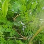 Astragalus pelecinus Blatt