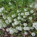 Lobularia maritimaBlomst