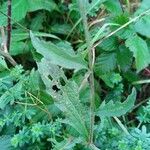 Centaurea decipiens Leaf