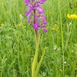 Anacamptis palustris Цвят