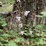 Hylodesmum glutinosum Floare