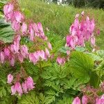 Dicentra formosa Hoja