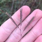 Dichanthium aristatum Fruit