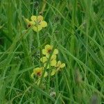 Verbascum virgatumFiore