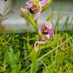 Ophrys apiferaFlower