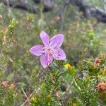 Rhodothamnus chamaecistusBlomst