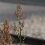 Rumex thyrsiflorus Flower