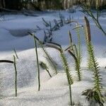 Lycopodium annotinum Yaprak