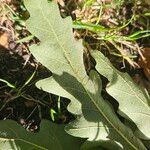 Quercus cerris Leaf