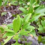 Embelia angustifolia Leaf