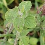 Clinopodium nepeta পাতা