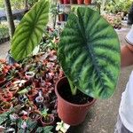 Alocasia clypeolata Hoja