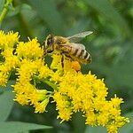 Solidago gigantea 花