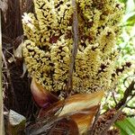 Rhapidophyllum hystrix Blüte