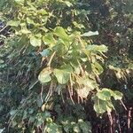 Coccoloba caracasana Flor